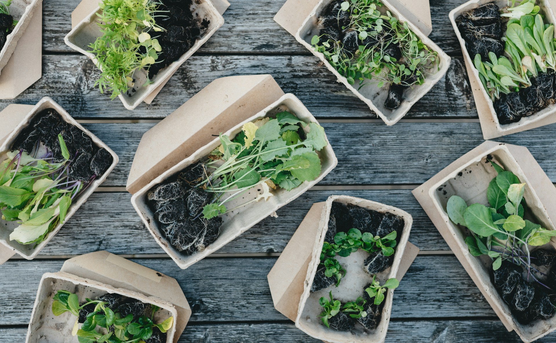 3 Breakthroughs in Biodegradable Produce Packaging